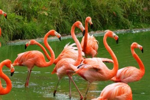 Guess Key West's flamingos tasted just like chicken.